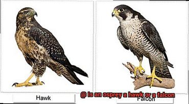 Is an osprey a hawk or a falcon?