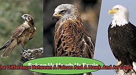 What Is The Difference Between A Falcon And A Hawk And An Eagle?