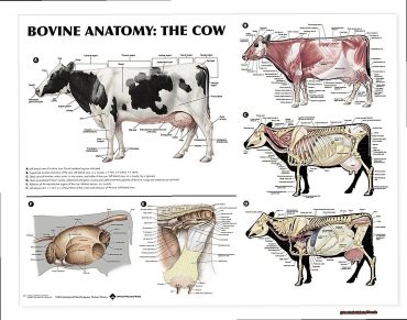 Are Cattle Male And Female?